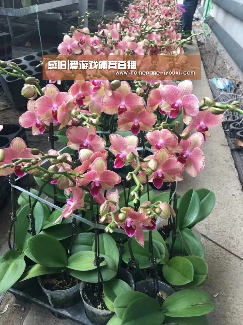 感旧|爱游戏体育直播(图4) 爱游戏娱乐
